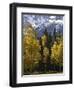 Fall Colors of Aspens with Evergreens, Near Ouray, Colorado-James Hager-Framed Photographic Print