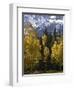 Fall Colors of Aspens with Evergreens, Near Ouray, Colorado-James Hager-Framed Photographic Print