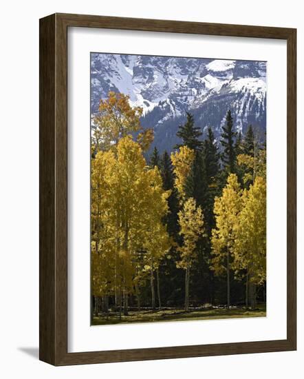 Fall Colors of Aspens with Evergreens, Near Ouray, Colorado-James Hager-Framed Photographic Print