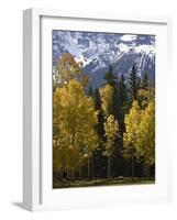 Fall Colors of Aspens with Evergreens, Near Ouray, Colorado-James Hager-Framed Photographic Print