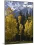 Fall Colors of Aspens with Evergreens, Near Ouray, Colorado-James Hager-Mounted Photographic Print