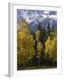 Fall Colors of Aspens with Evergreens, Near Ouray, Colorado-James Hager-Framed Photographic Print