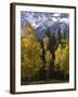 Fall Colors of Aspens with Evergreens, Near Ouray, Colorado-James Hager-Framed Photographic Print