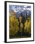 Fall Colors of Aspens with Evergreens, Near Ouray, Colorado-James Hager-Framed Photographic Print