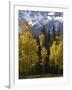 Fall Colors of Aspens with Evergreens, Near Ouray, Colorado-James Hager-Framed Photographic Print