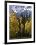 Fall Colors of Aspens with Evergreens, Near Ouray, Colorado-James Hager-Framed Photographic Print