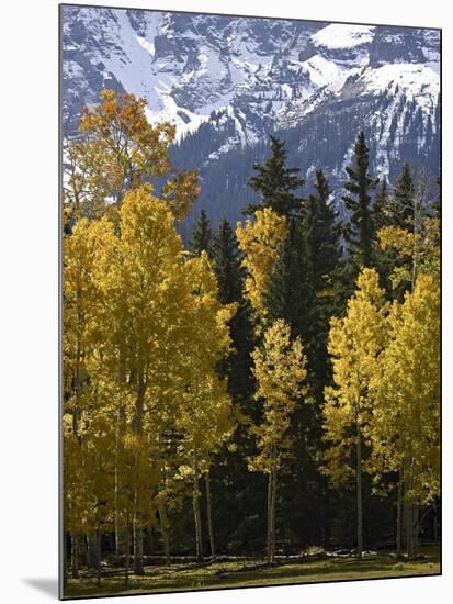 Fall Colors of Aspens with Evergreens, Near Ouray, Colorado-James Hager-Mounted Photographic Print