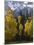 Fall Colors of Aspens with Evergreens, Near Ouray, Colorado-James Hager-Mounted Photographic Print