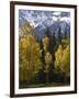 Fall Colors of Aspens with Evergreens, Near Ouray, Colorado-James Hager-Framed Photographic Print