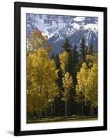 Fall Colors of Aspens with Evergreens, Near Ouray, Colorado-James Hager-Framed Photographic Print