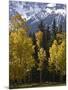 Fall Colors of Aspens with Evergreens, Near Ouray, Colorado-James Hager-Mounted Photographic Print