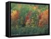 Fall Colors of the Northern Forest, Maine, USA-Jerry & Marcy Monkman-Framed Stretched Canvas