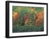 Fall Colors of the Northern Forest, Maine, USA-Jerry & Marcy Monkman-Framed Photographic Print