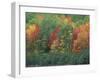 Fall Colors of the Northern Forest, Maine, USA-Jerry & Marcy Monkman-Framed Photographic Print