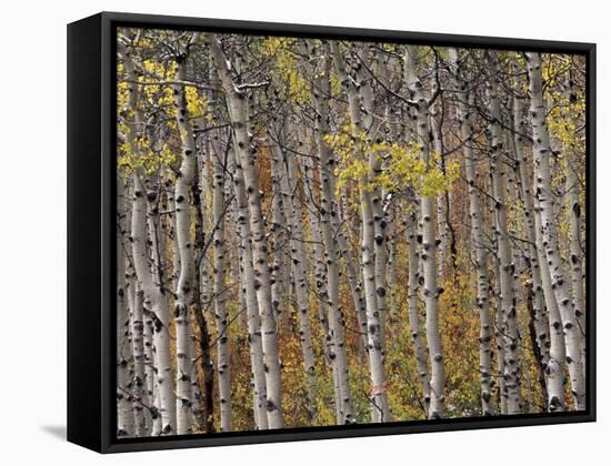 Fall Colors on Aspen Trees, Maroon Bells, Snowmass Wilderness, Colorado, USA-Gavriel Jecan-Framed Stretched Canvas