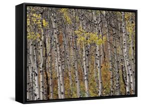 Fall Colors on Aspen Trees, Maroon Bells, Snowmass Wilderness, Colorado, USA-Gavriel Jecan-Framed Stretched Canvas