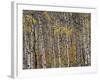 Fall Colors on Aspen Trees, Maroon Bells, Snowmass Wilderness, Colorado, USA-Gavriel Jecan-Framed Photographic Print