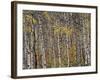 Fall Colors on Aspen Trees, Maroon Bells, Snowmass Wilderness, Colorado, USA-Gavriel Jecan-Framed Photographic Print