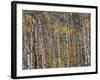 Fall Colors on Aspen Trees, Maroon Bells, Snowmass Wilderness, Colorado, USA-Gavriel Jecan-Framed Photographic Print