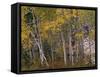 Fall Colors on Aspen Trees, Maroon Bells, Snowmass Wilderness, Colorado, USA-Gavriel Jecan-Framed Stretched Canvas