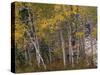 Fall Colors on Aspen Trees, Maroon Bells, Snowmass Wilderness, Colorado, USA-Gavriel Jecan-Stretched Canvas