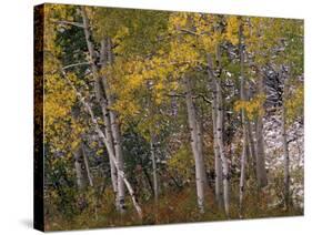 Fall Colors on Aspen Trees, Maroon Bells, Snowmass Wilderness, Colorado, USA-Gavriel Jecan-Stretched Canvas