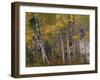 Fall Colors on Aspen Trees, Maroon Bells, Snowmass Wilderness, Colorado, USA-Gavriel Jecan-Framed Premium Photographic Print