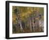 Fall Colors on Aspen Trees, Maroon Bells, Snowmass Wilderness, Colorado, USA-Gavriel Jecan-Framed Premium Photographic Print