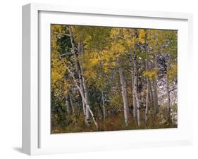 Fall Colors on Aspen Trees, Maroon Bells, Snowmass Wilderness, Colorado, USA-Gavriel Jecan-Framed Premium Photographic Print