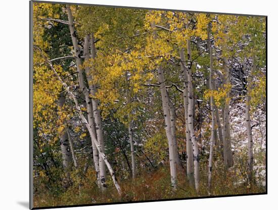 Fall Colors on Aspen Trees, Maroon Bells, Snowmass Wilderness, Colorado, USA-Gavriel Jecan-Mounted Premium Photographic Print