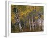 Fall Colors on Aspen Trees, Maroon Bells, Snowmass Wilderness, Colorado, USA-Gavriel Jecan-Framed Photographic Print