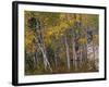 Fall Colors on Aspen Trees, Maroon Bells, Snowmass Wilderness, Colorado, USA-Gavriel Jecan-Framed Photographic Print