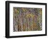 Fall Colors on Aspen Trees, Maroon Bells, Snowmass Wilderness, Colorado, USA-Gavriel Jecan-Framed Photographic Print