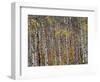 Fall Colors on Aspen Trees, Maroon Bells, Snowmass Wilderness, Colorado, USA-Gavriel Jecan-Framed Photographic Print