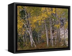 Fall Colors on Aspen Trees, Maroon Bells, Snowmass Wilderness, Colorado, USA-Gavriel Jecan-Framed Stretched Canvas