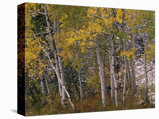 Fall Colors on Aspen Trees, Maroon Bells, Snowmass Wilderness, Colorado, USA-Gavriel Jecan-Stretched Canvas