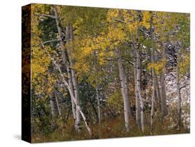 Fall Colors on Aspen Trees, Maroon Bells, Snowmass Wilderness, Colorado, USA-Gavriel Jecan-Stretched Canvas