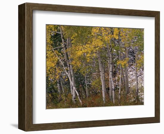 Fall Colors on Aspen Trees, Maroon Bells, Snowmass Wilderness, Colorado, USA-Gavriel Jecan-Framed Photographic Print