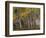 Fall Colors on Aspen Trees, Maroon Bells, Snowmass Wilderness, Colorado, USA-Gavriel Jecan-Framed Photographic Print