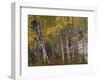 Fall Colors on Aspen Trees, Maroon Bells, Snowmass Wilderness, Colorado, USA-Gavriel Jecan-Framed Photographic Print