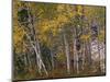 Fall Colors on Aspen Trees, Maroon Bells, Snowmass Wilderness, Colorado, USA-Gavriel Jecan-Mounted Photographic Print