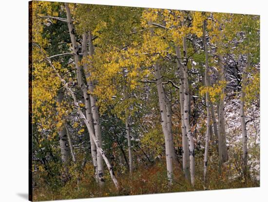 Fall Colors on Aspen Trees, Maroon Bells, Snowmass Wilderness, Colorado, USA-Gavriel Jecan-Stretched Canvas