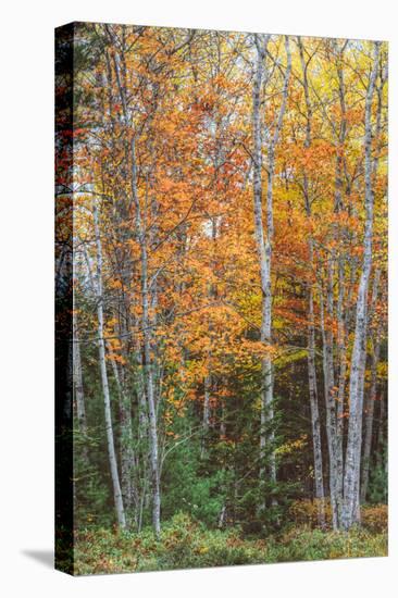 Fall Colors on Maine Coast-Vincent James-Stretched Canvas