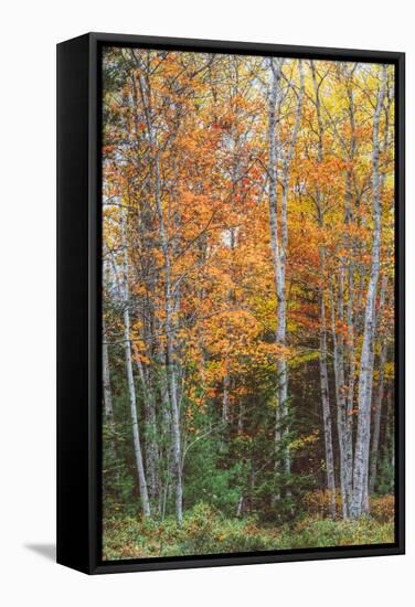 Fall Colors on Maine Coast-Vincent James-Framed Stretched Canvas