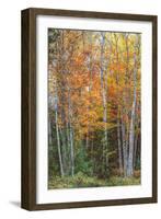 Fall Colors on Maine Coast-Vincent James-Framed Photographic Print