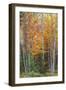 Fall Colors on Maine Coast-Vincent James-Framed Photographic Print