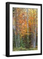 Fall Colors on Maine Coast-Vincent James-Framed Photographic Print