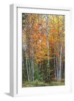 Fall Colors on Maine Coast-Vincent James-Framed Photographic Print