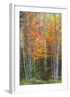 Fall Colors on Maine Coast-Vincent James-Framed Photographic Print