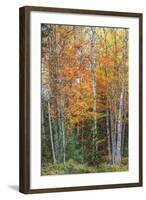 Fall Colors on Maine Coast-Vincent James-Framed Photographic Print